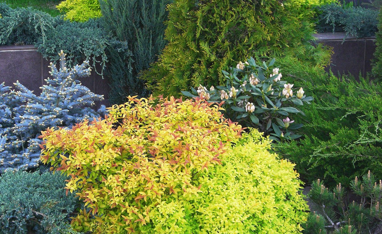 Флокс шиловидный на альпийской Горке