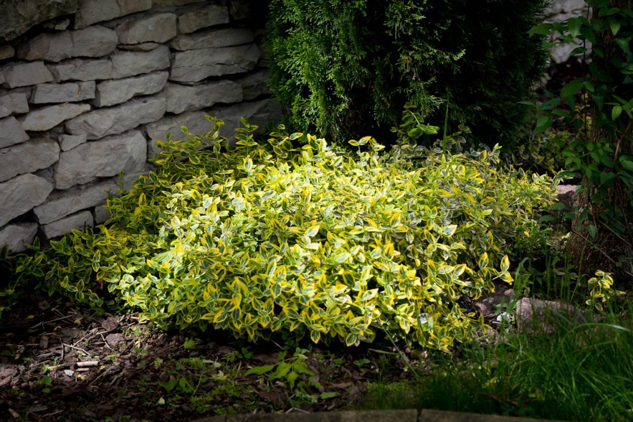 Красивоцветущие кустарники спирея