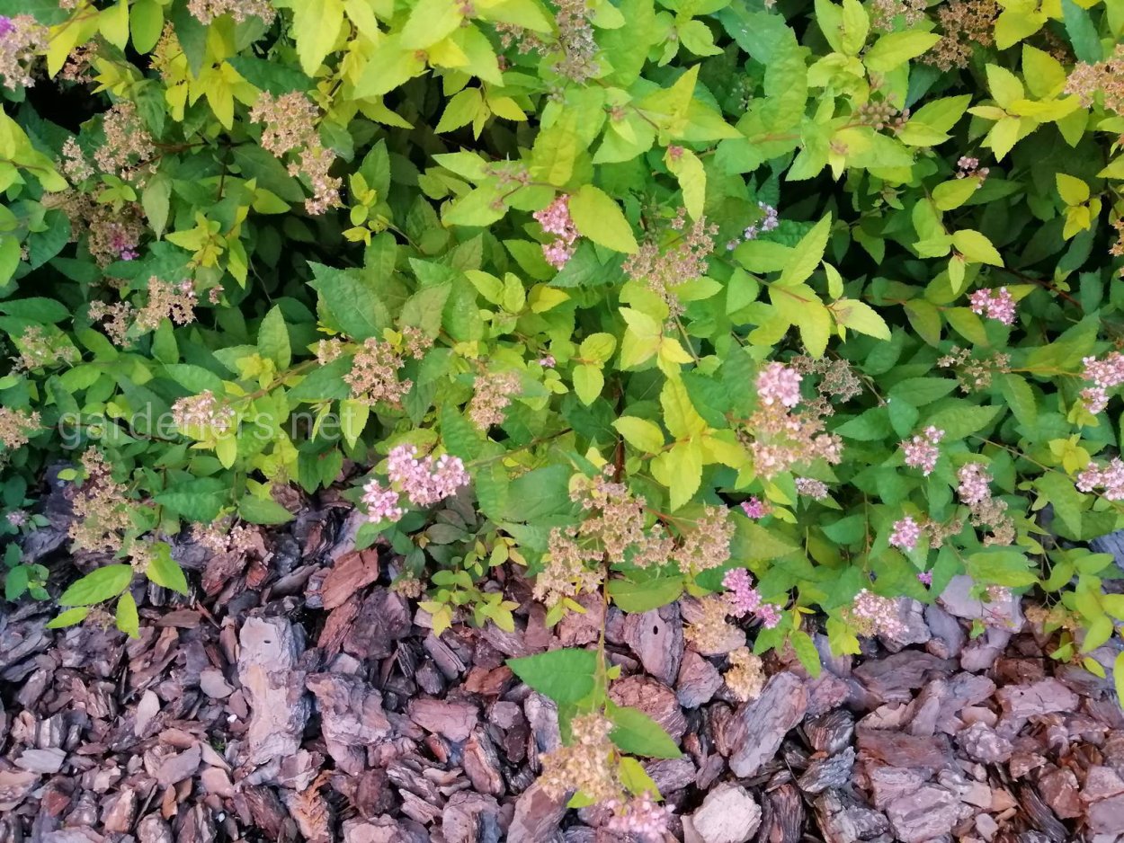 Стефанандра надрезаннолистная Криспа crispa