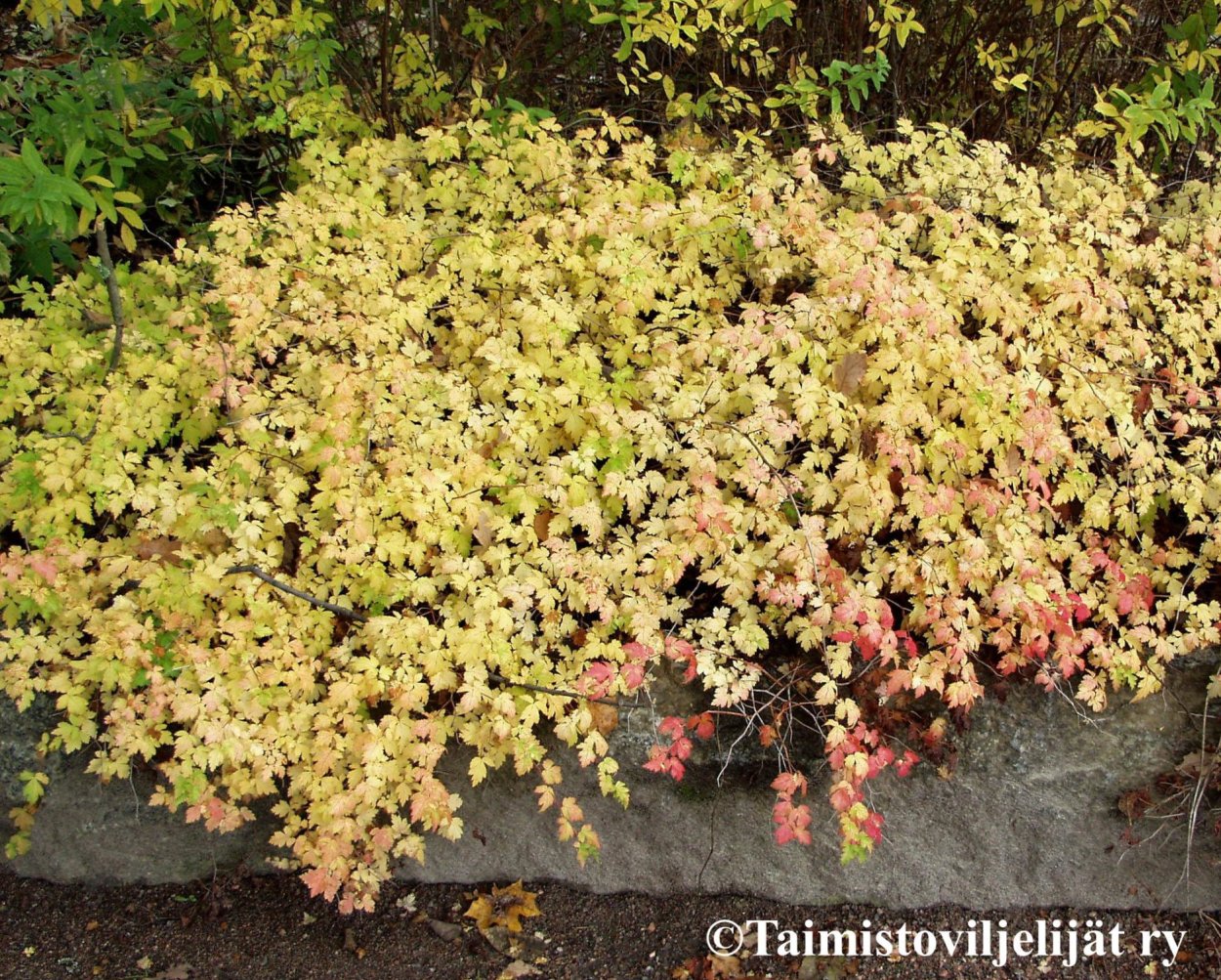 Спирея Блю мист