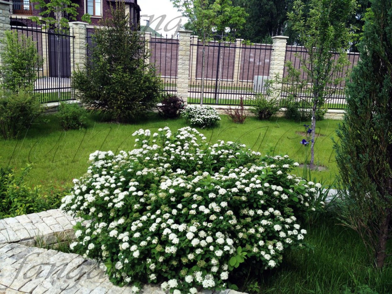 Спирея стелющаяся декумбенс