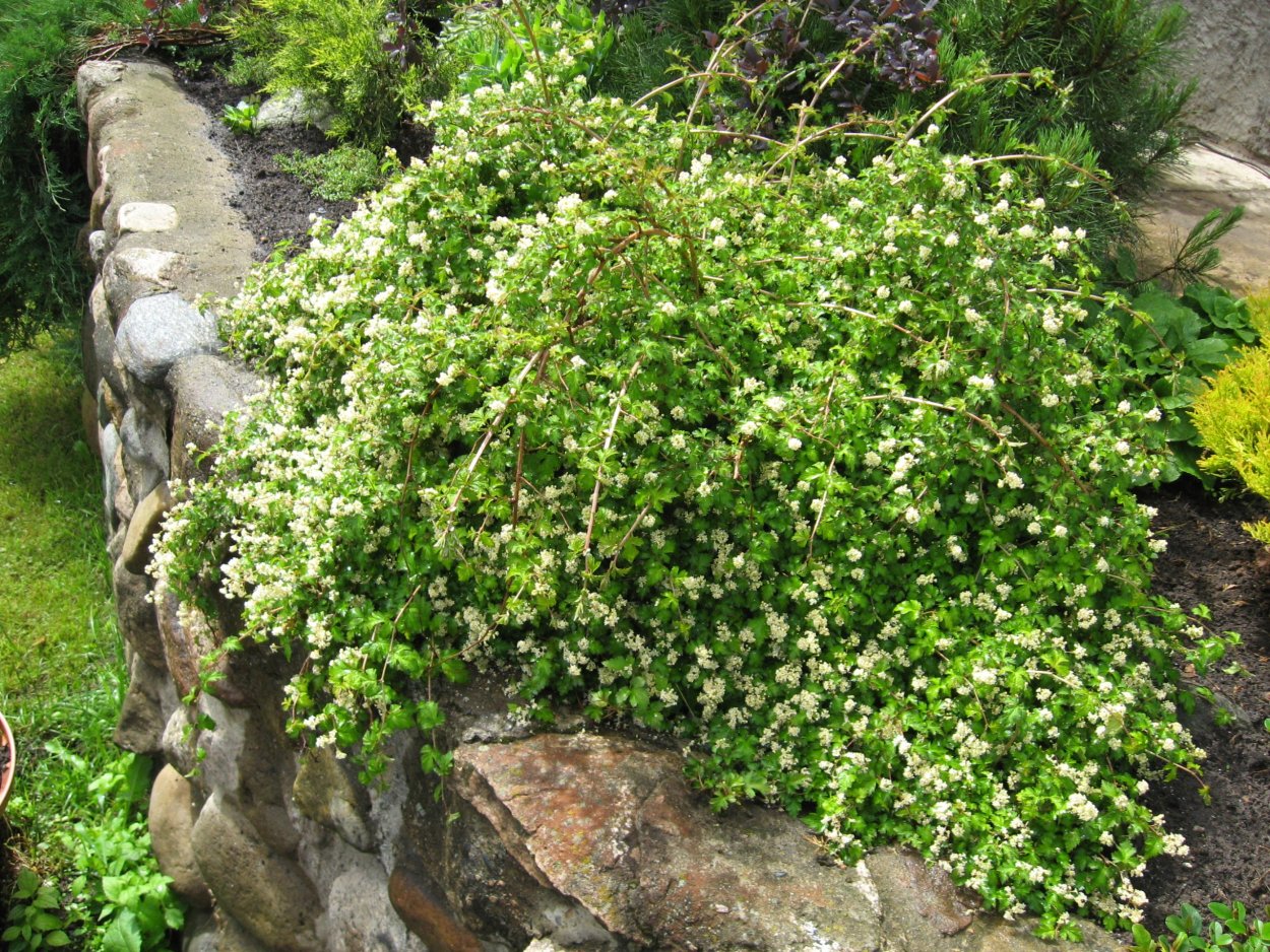 Спирея березолистная Пинк Спарклер