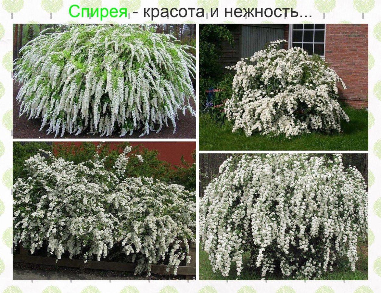 Кизильник Даммера
