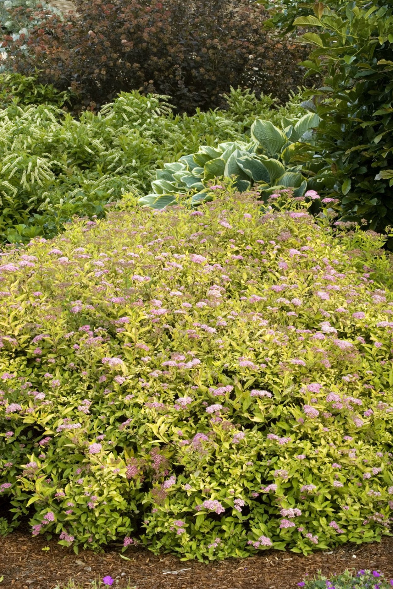 Спирея Limemound