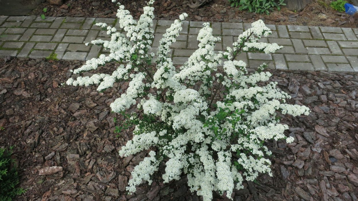 Спирея ниппонская Уайт карпет