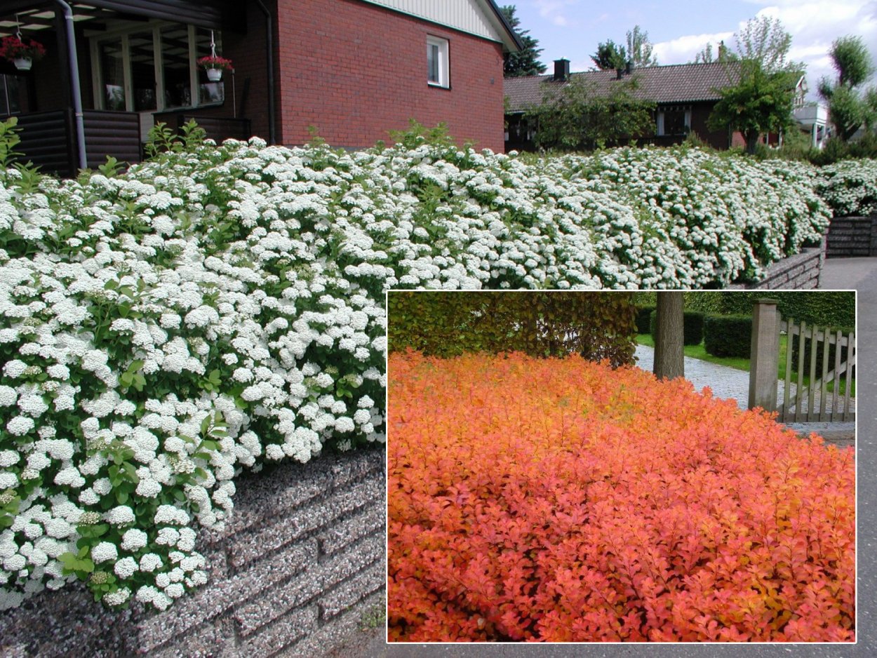 Лапчатка Абботсвуд в живой изгороди