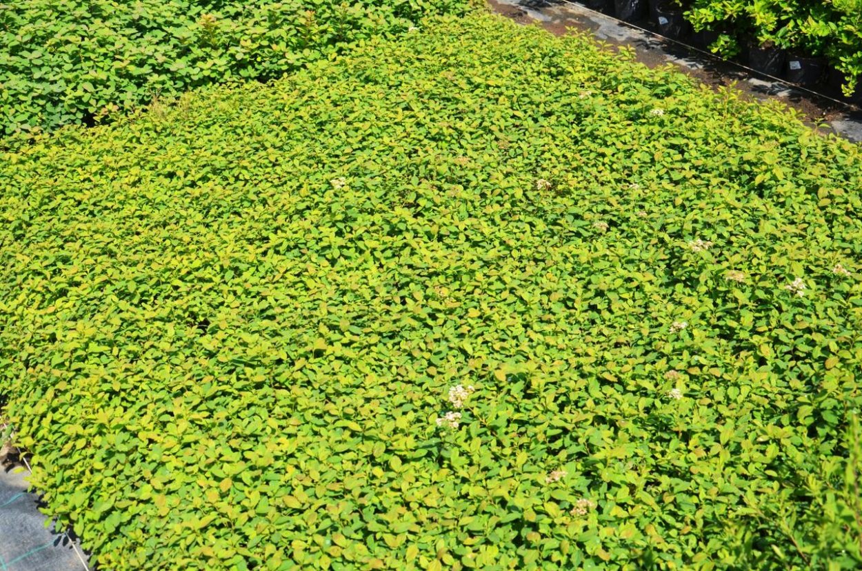 Спирея березолистная Spiraea betulifolia