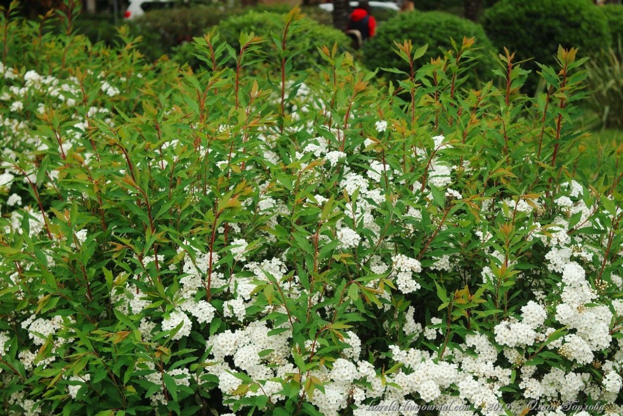 Спирея пепельная Грефшейм