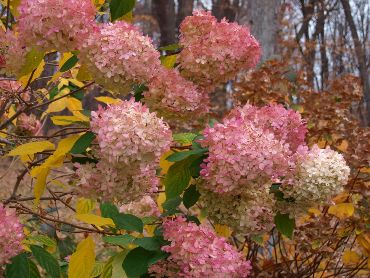 Гортензия метельчатая осень