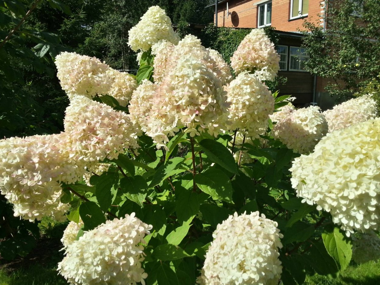 Гортензия Селекшн метельчатая