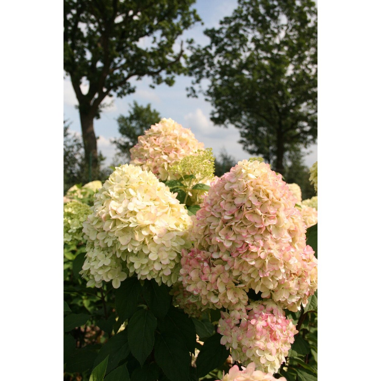 Гортензия Лаймлайт