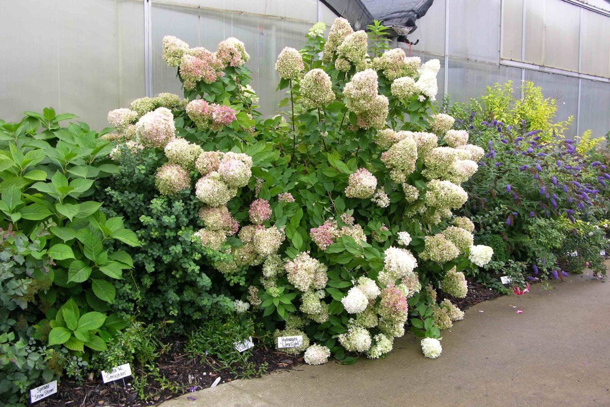 Гортензия метельчатая Лаймлайт осенью