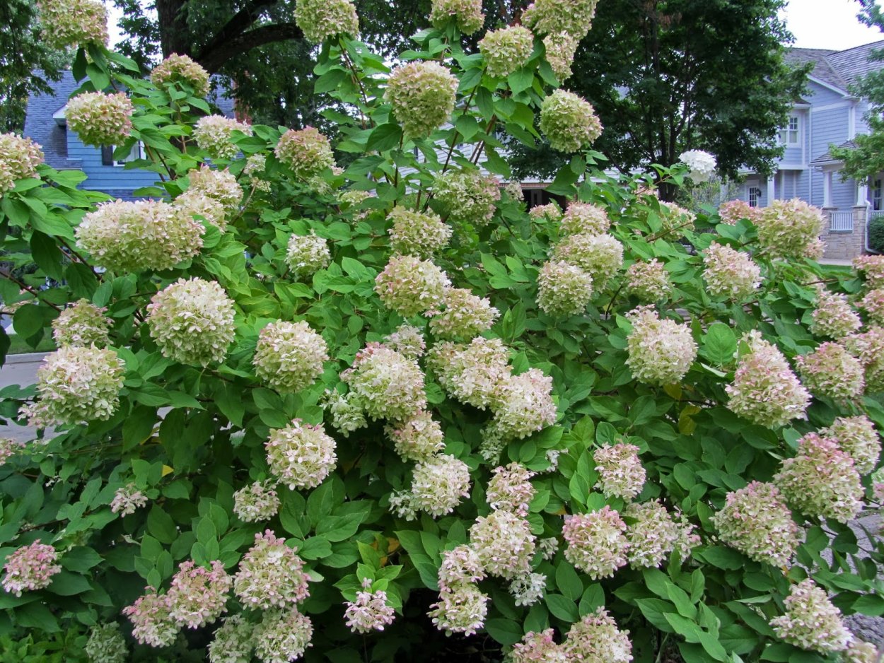 Лаймлайт в сентябре