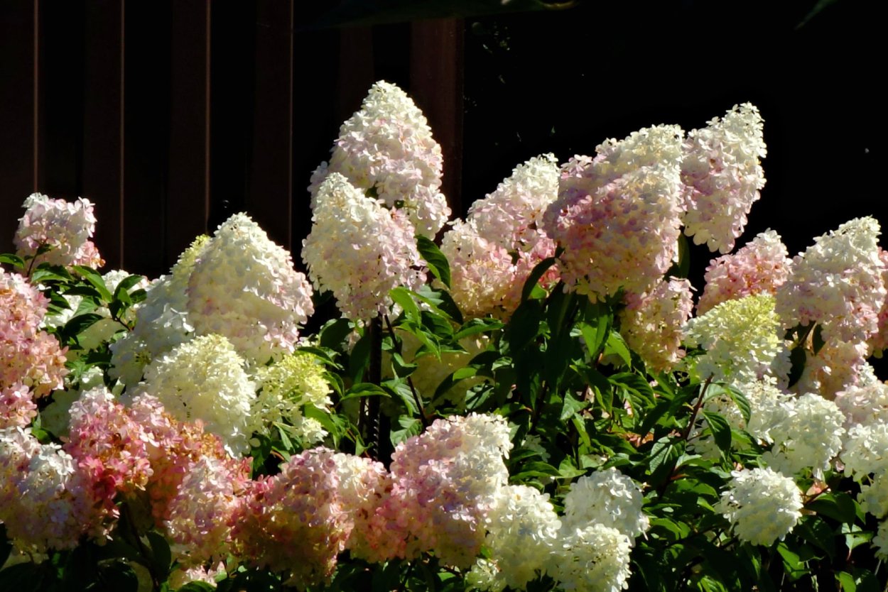 Гортензия метельчатая Шитл