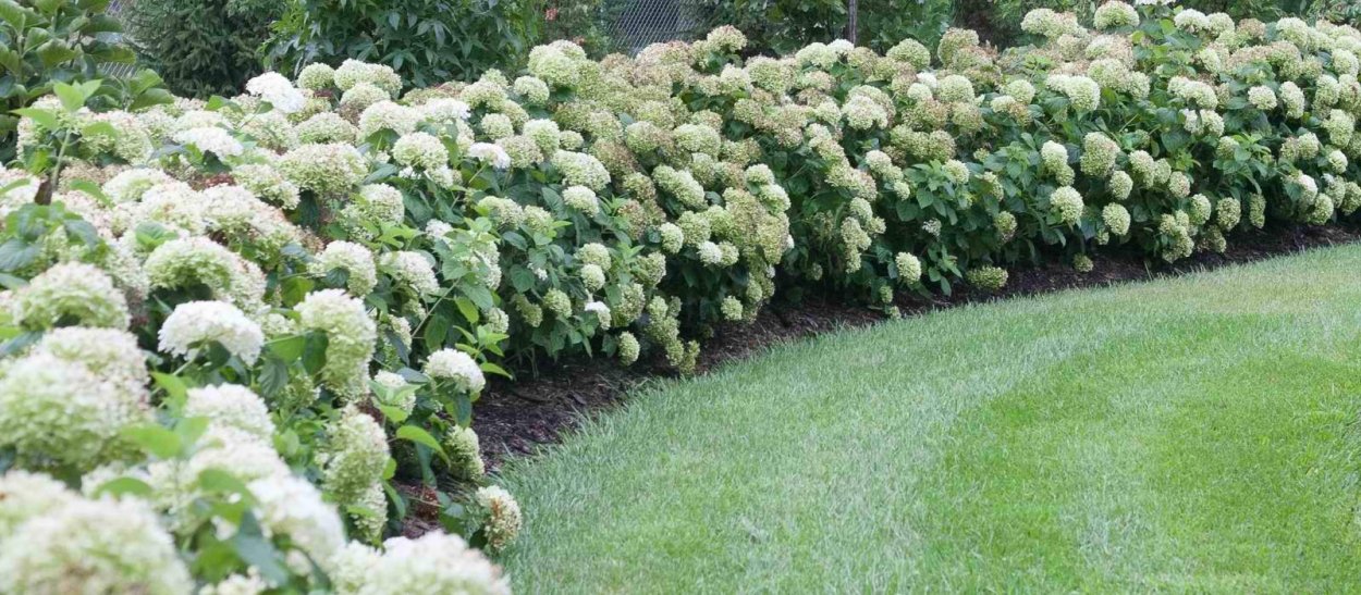 Гортензия метельчатая Лаймлайт
