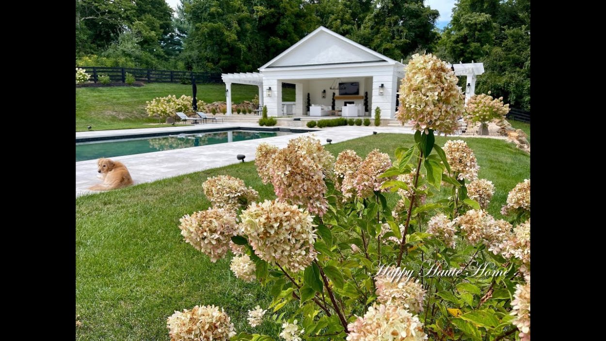 Гортензия древовидная Лаймлайт