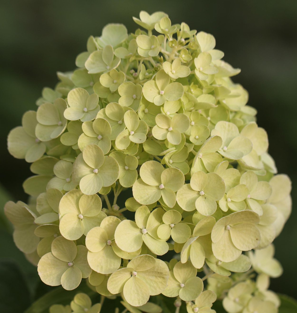 Лайм Лайт гортензия метельчатая