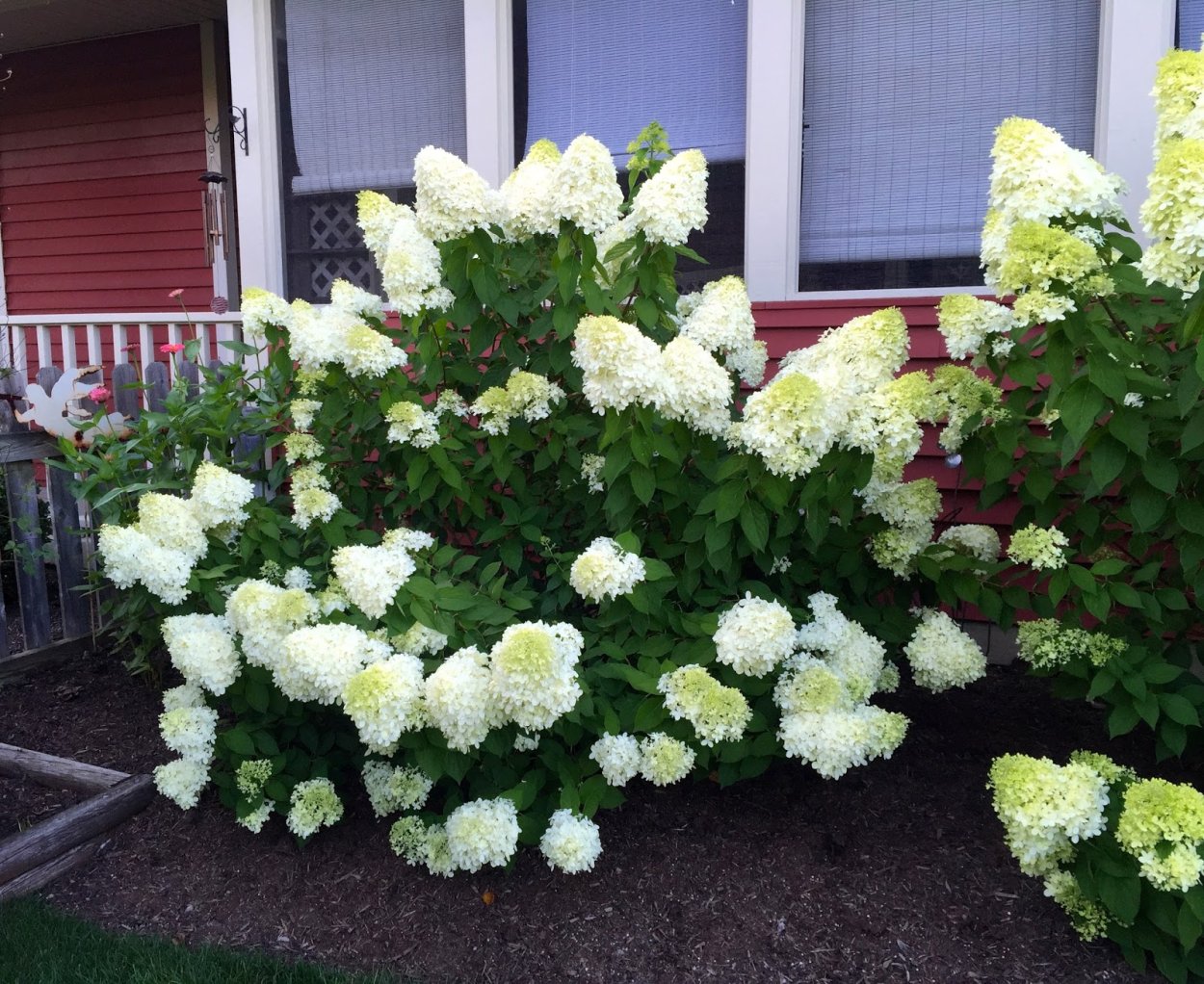 Гортензия Лаймлайт
