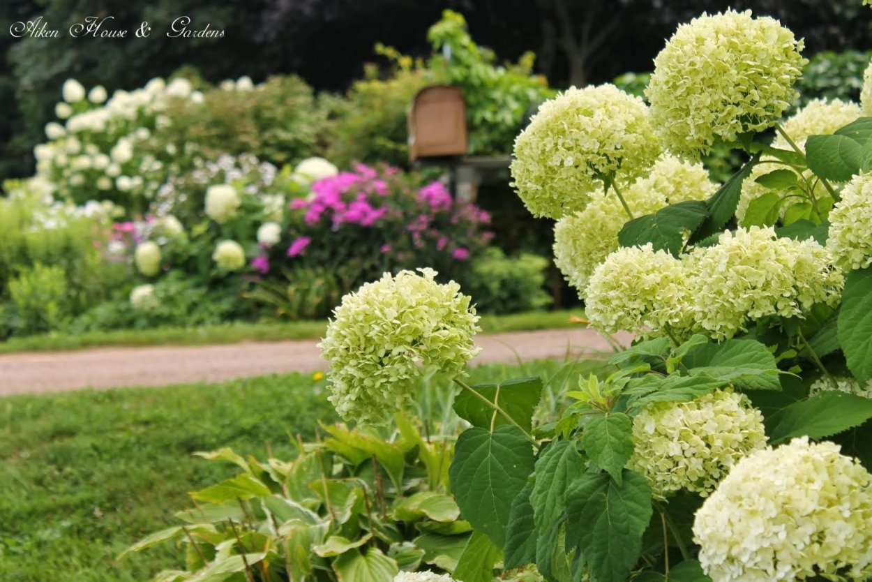 Гортензия древовидная Лаймлайт