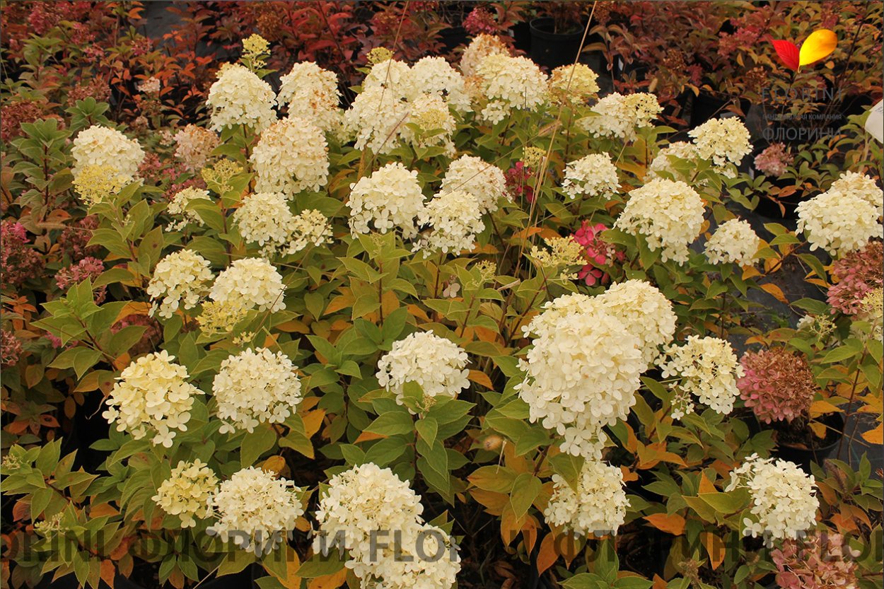 Гортензия метельчатая Фердинанд