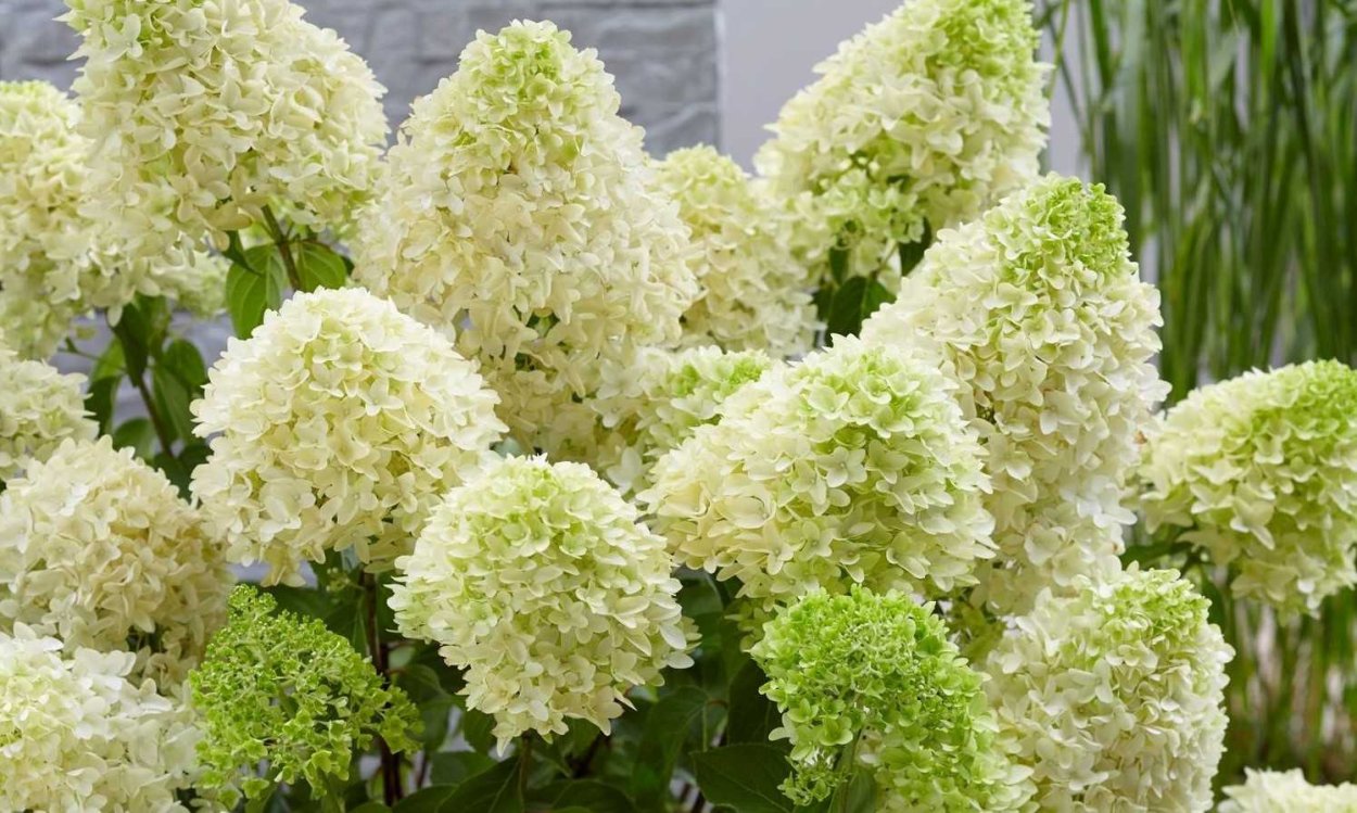 Гортензия Инфинити метельчатая