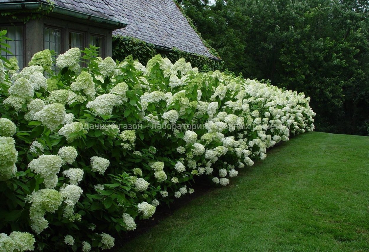 Гортензия лайм Лайт осенью