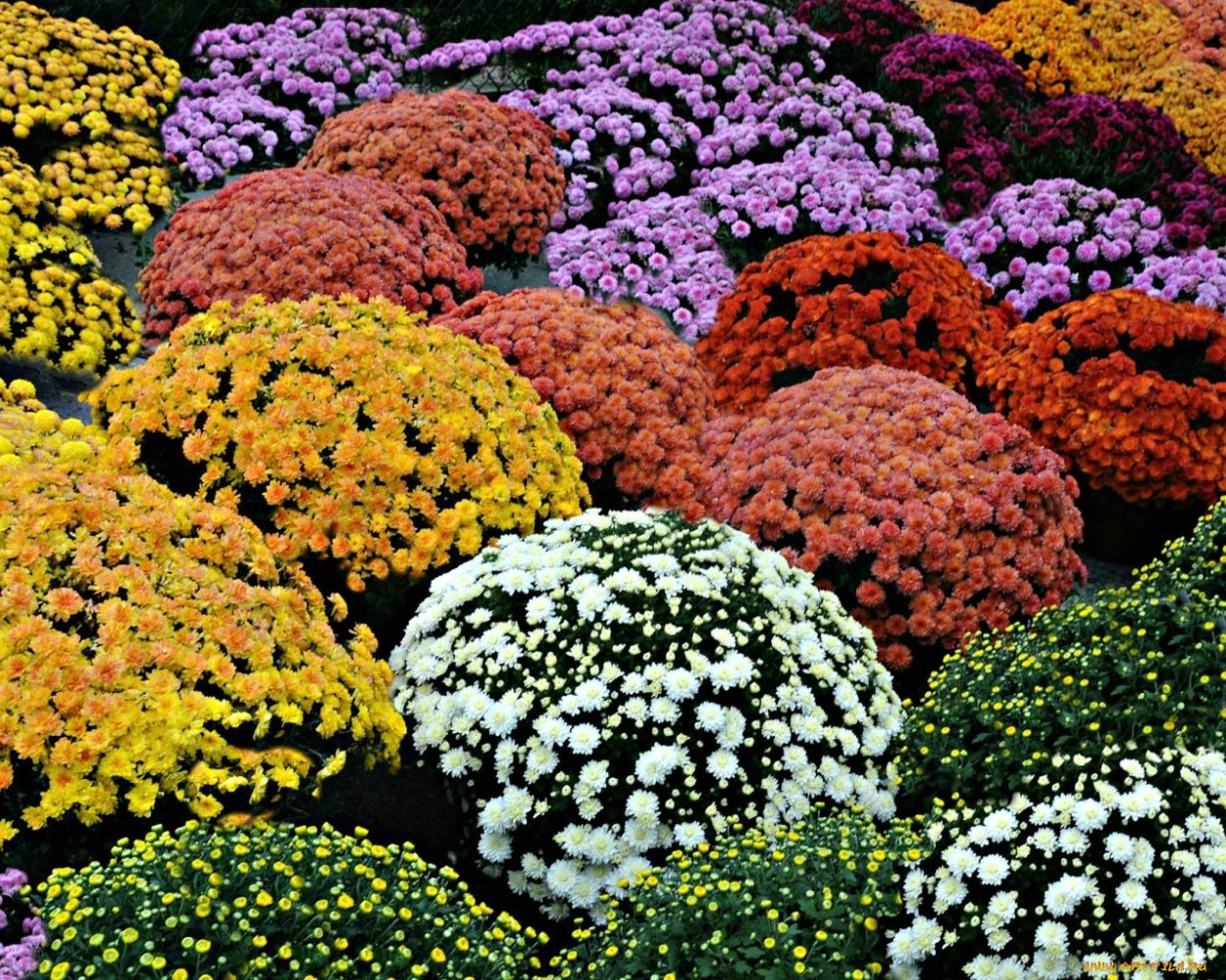 Хризантемы низкорослые шаровидные