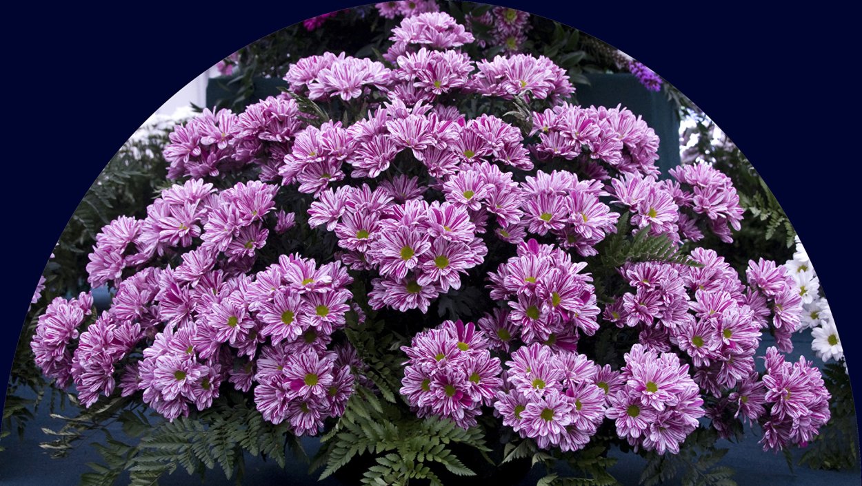 Георгины мультифлора