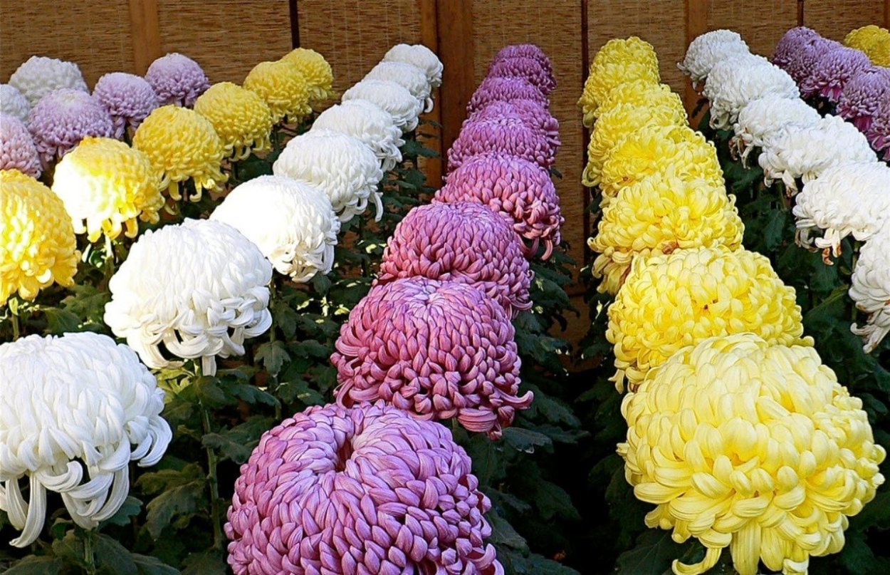 Хризантема шаровидная одноголовая