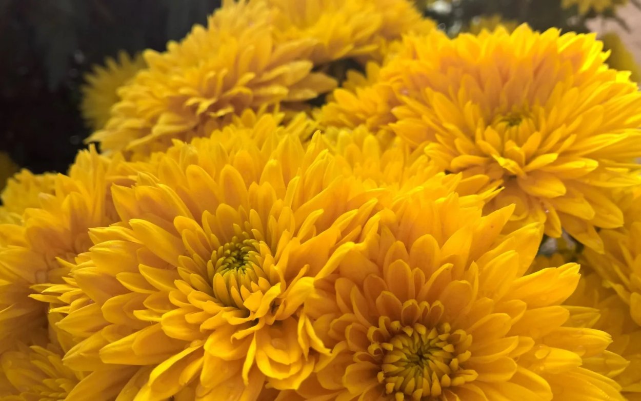 Хризантема Литтелтон Еллоу