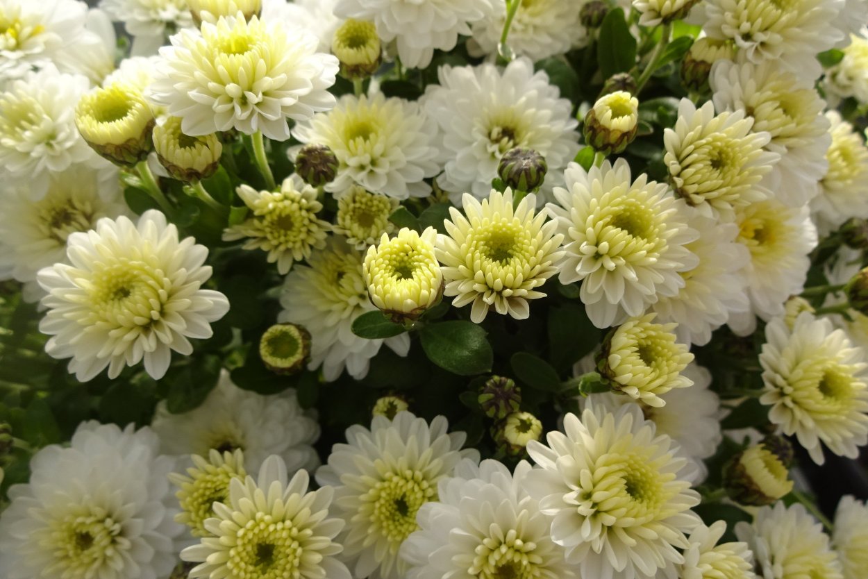 Хризантема Сантини Ауринко