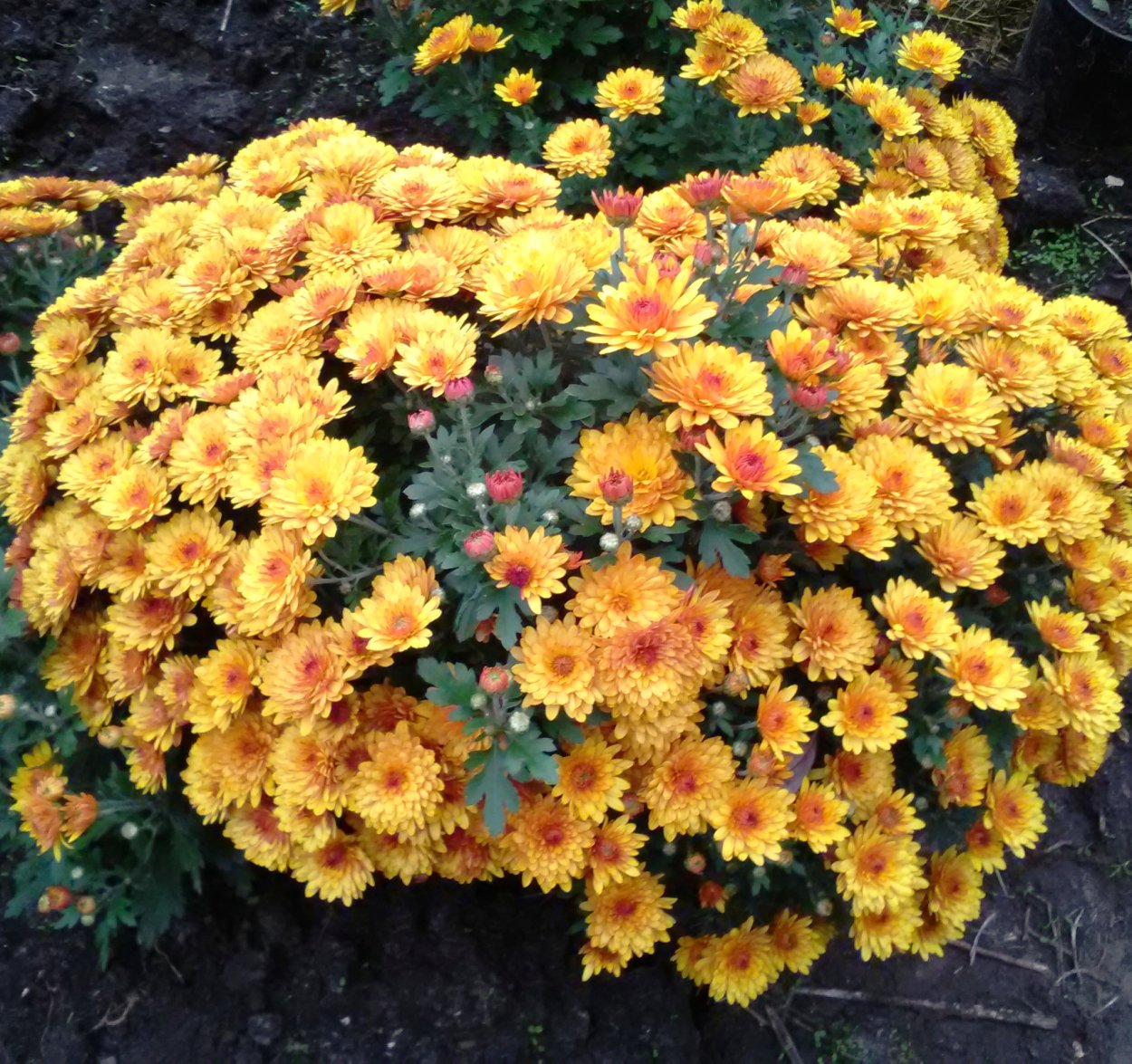 Хризантема Бранкроун мультифлора