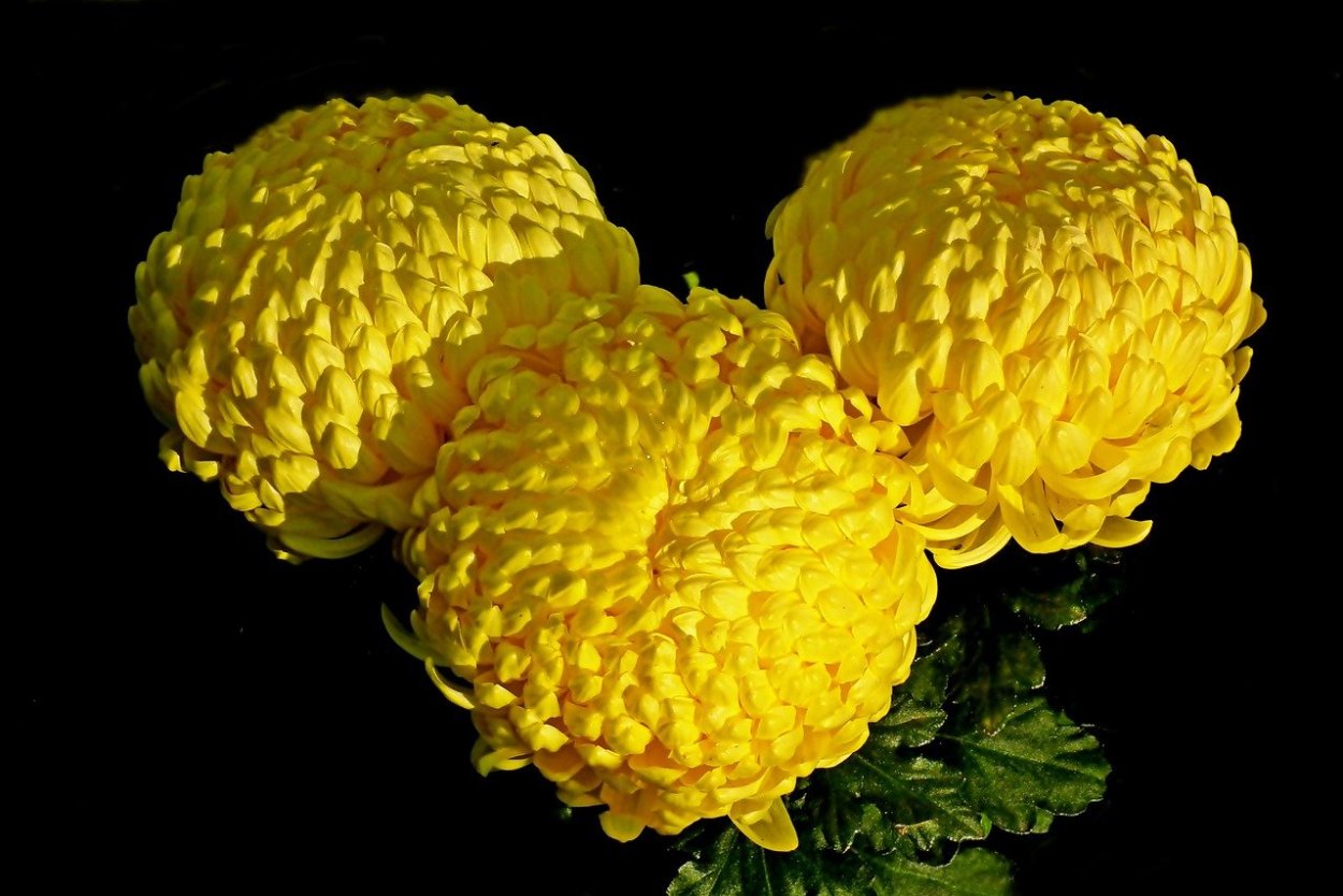 Хризантема Литлтон Йеллоу