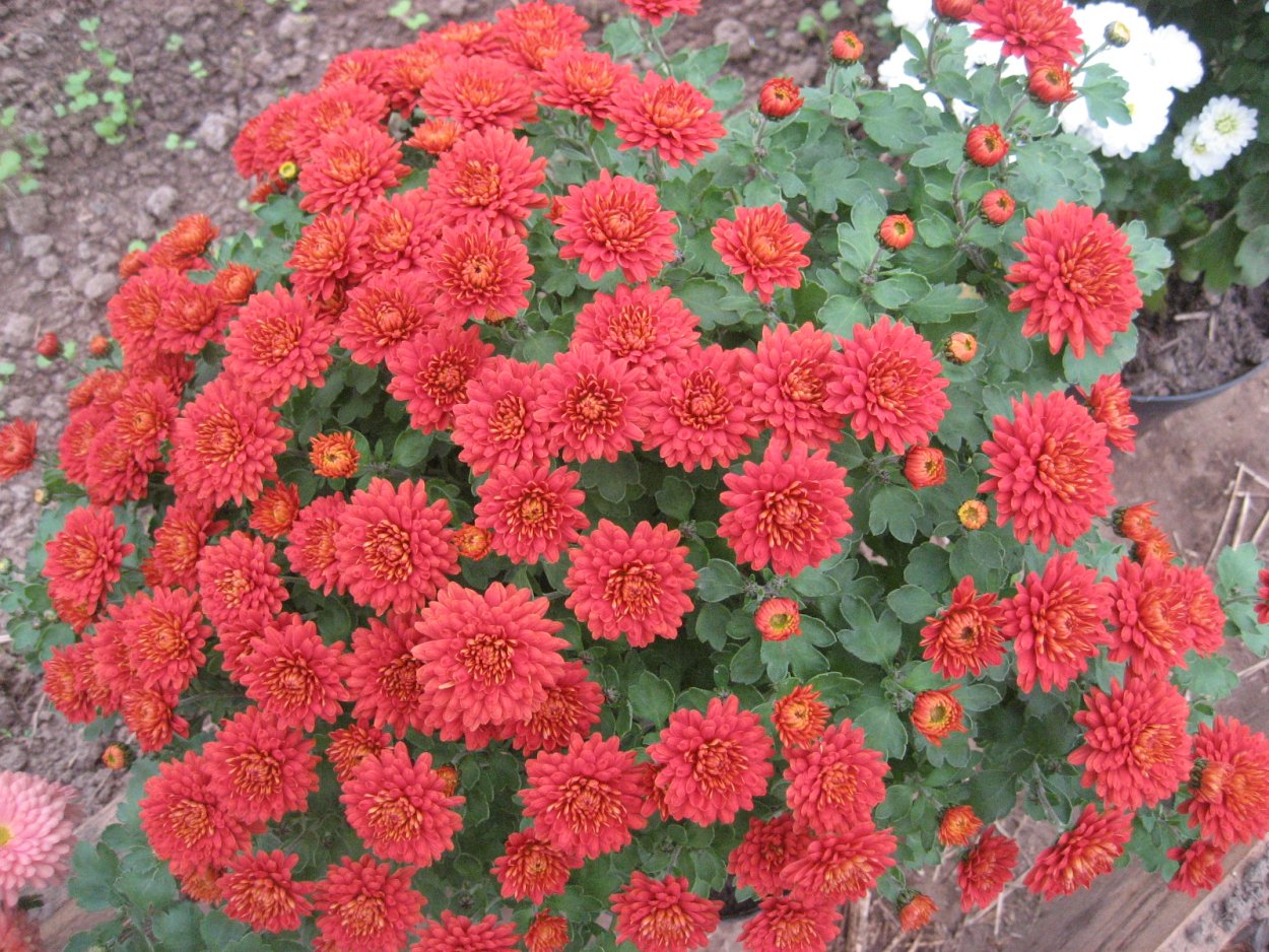 Хризантема мультифлора Branbeach