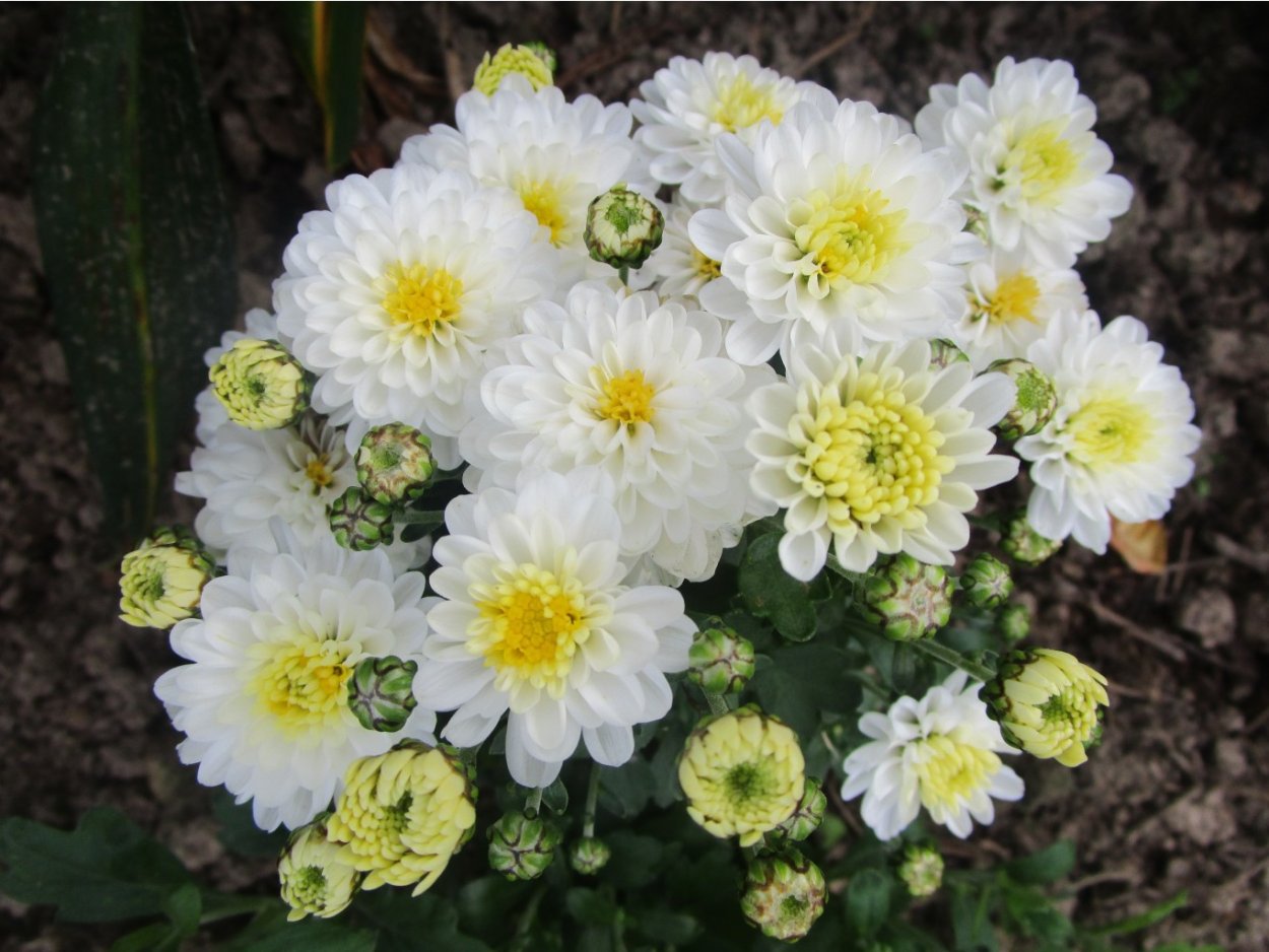 Хризантема мультифлора Арктис