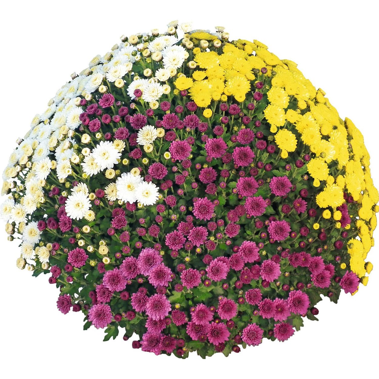Хризантема мультифлора шаровидная многолетняя