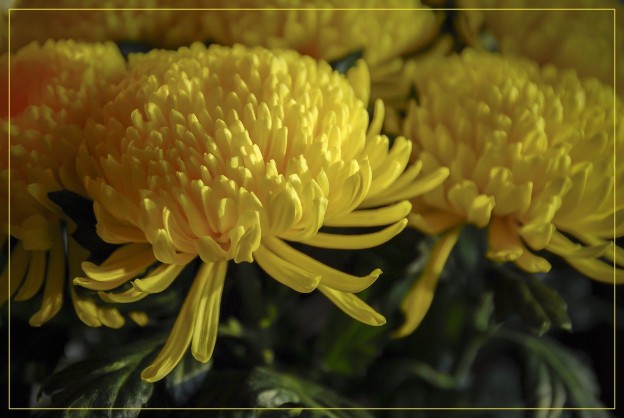 Хризантема Глобус