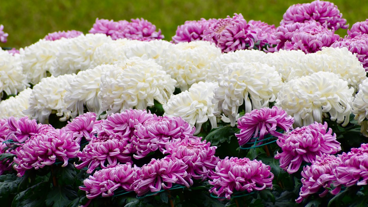 Хризантема мультифлора зефир