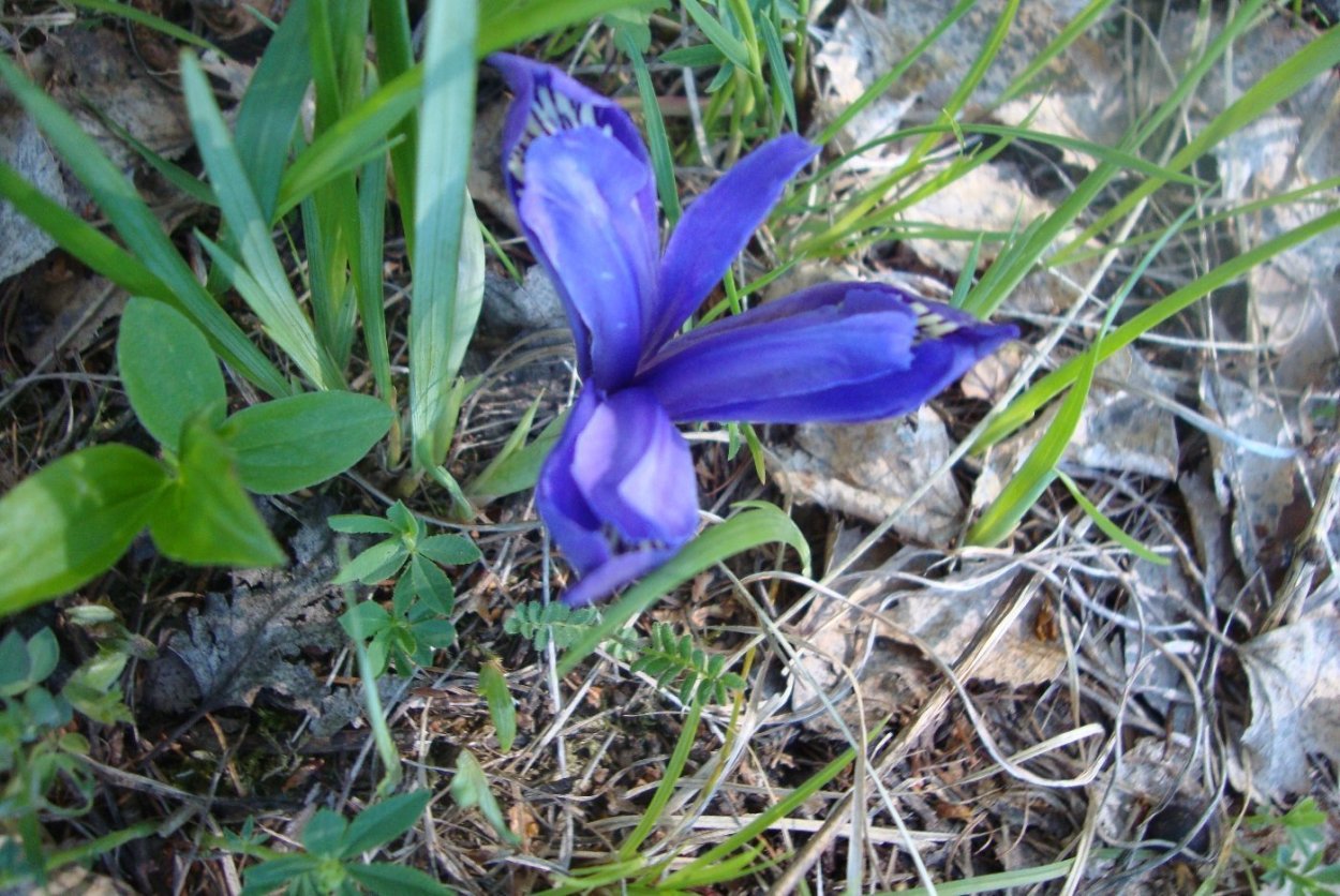 Кукушкины слёзки растение