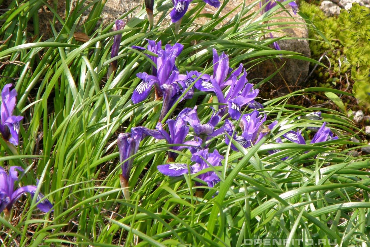 Северная Орхидея ятрышник