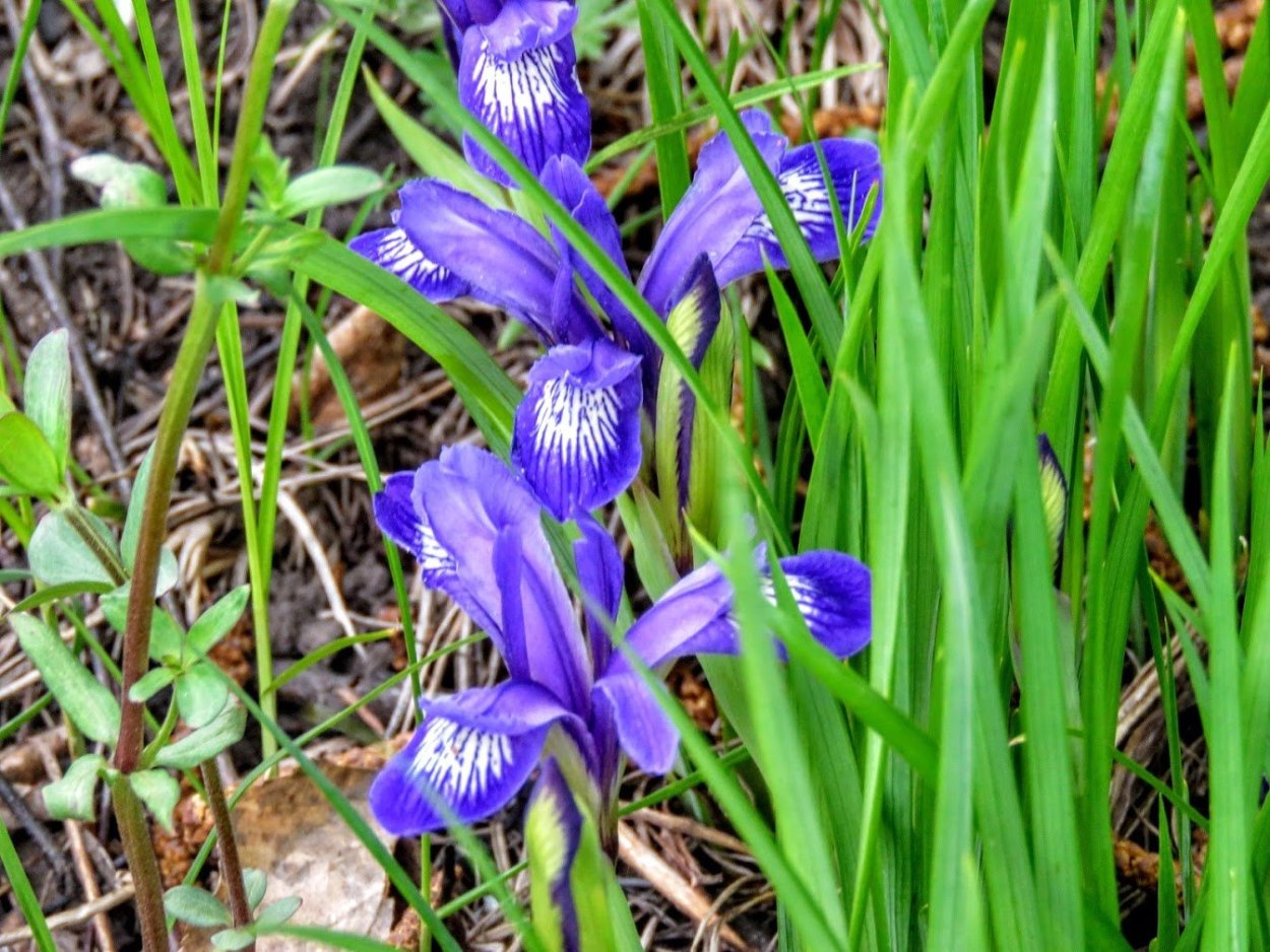 Цветок Кукушкина слезка