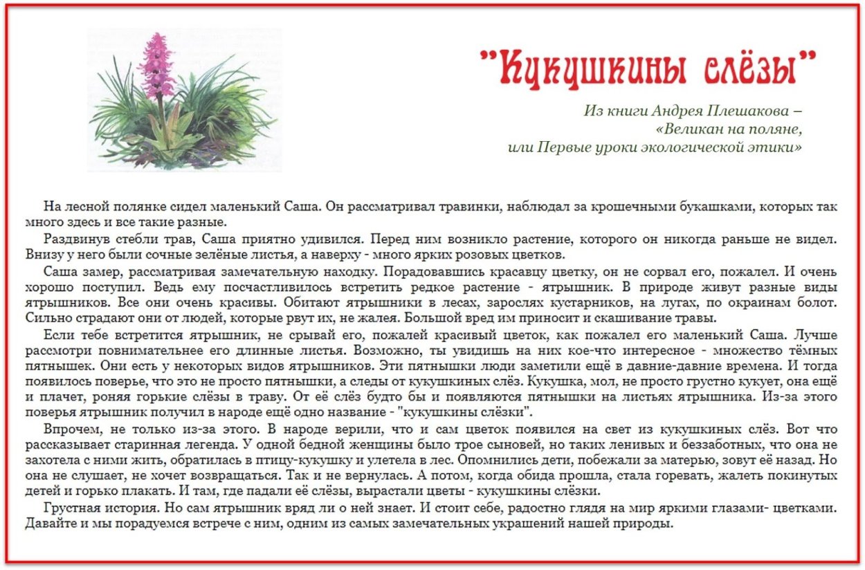 Касатик (Ирис) тонколистный