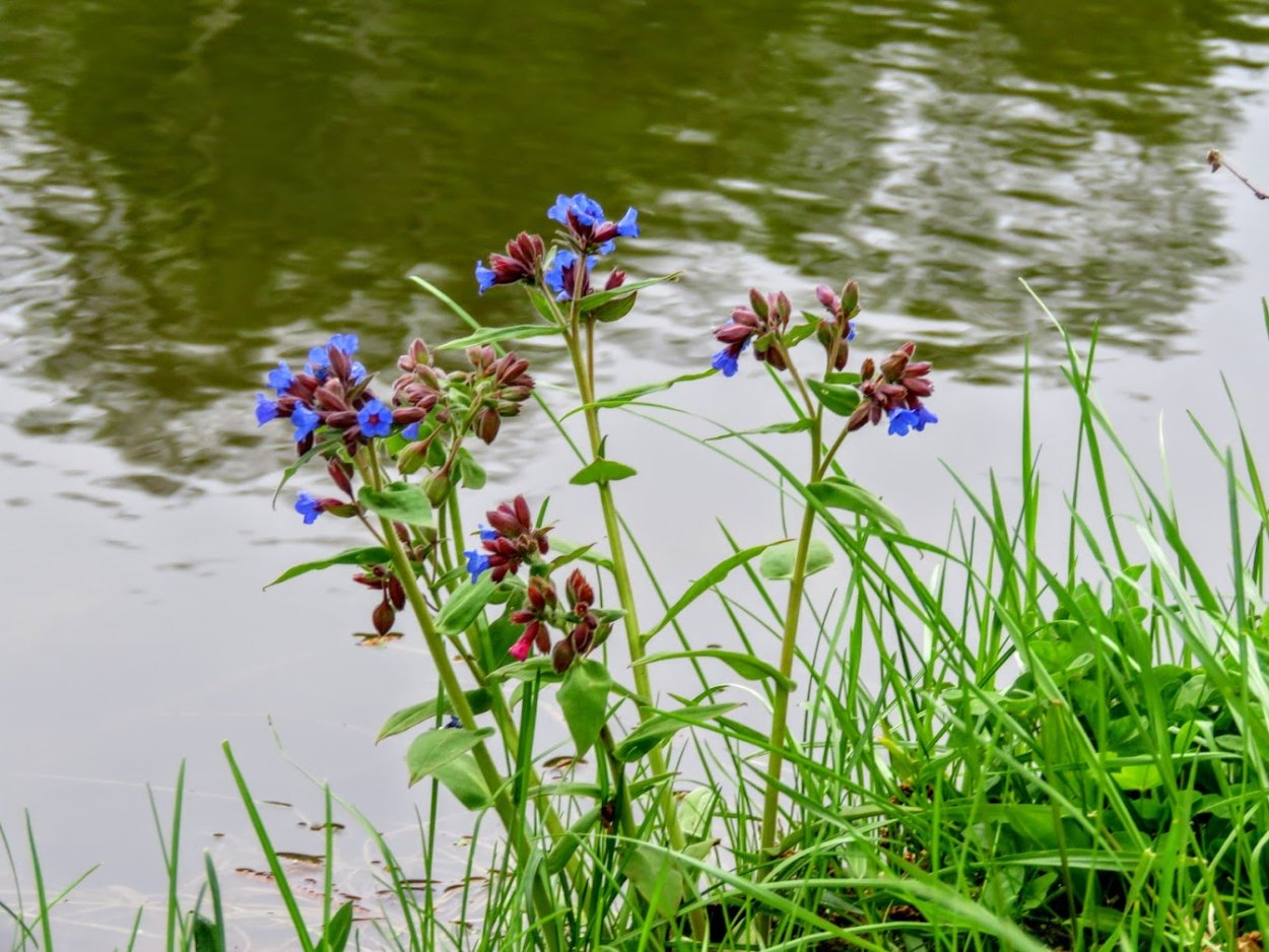 Ирис Кукушкины слезки