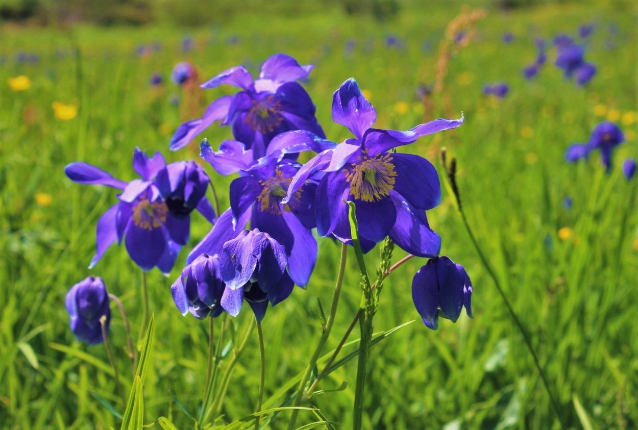 Кукушкины слёзки растение