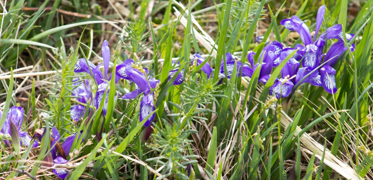 Кукушкины слезки Легенда