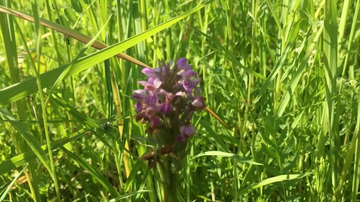 Кукушкины слёзки растение трава