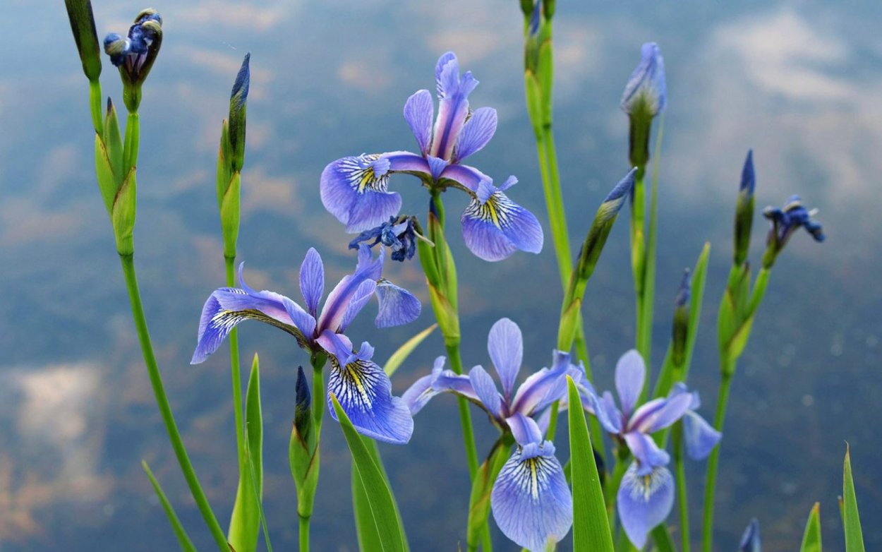 Синие болотные цветы