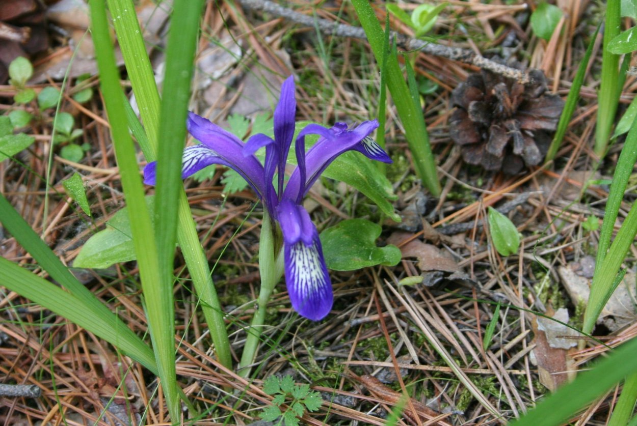 Северная Орхидея ятрышник
