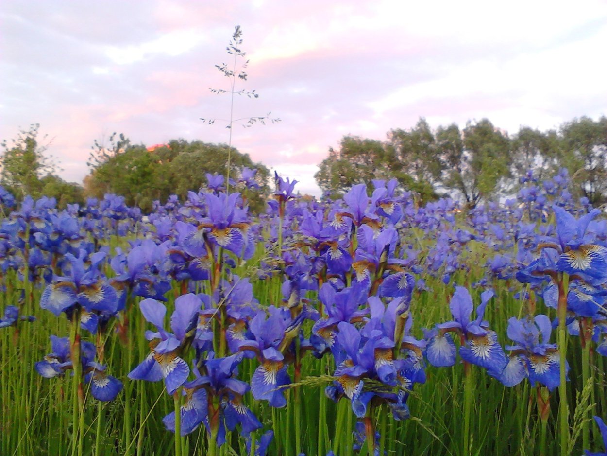 Ятрышник Пальчатокоренник