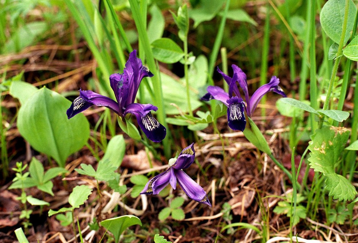 Колокольчик Кукушкины слёзки